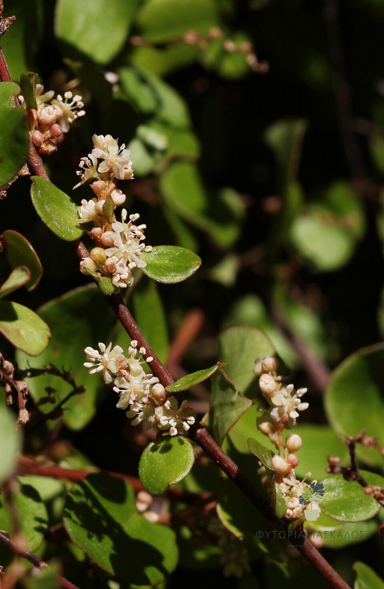 Μουλενμπέκια (Muehlenbeckia complexa) | Αναρριχώμενο & Εδαφοκαλυπτικό Αειθαλές Φυτό - 4 lt
